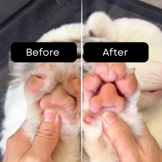 564 : Maszynka do strzyżenia zwierząt Pet Shaver